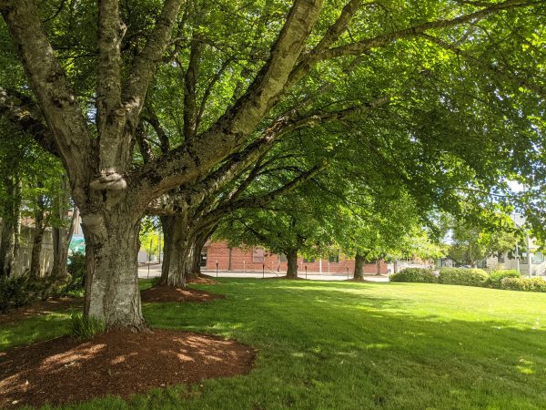 Park at Brenton County Courthouse Corvallis Oregon