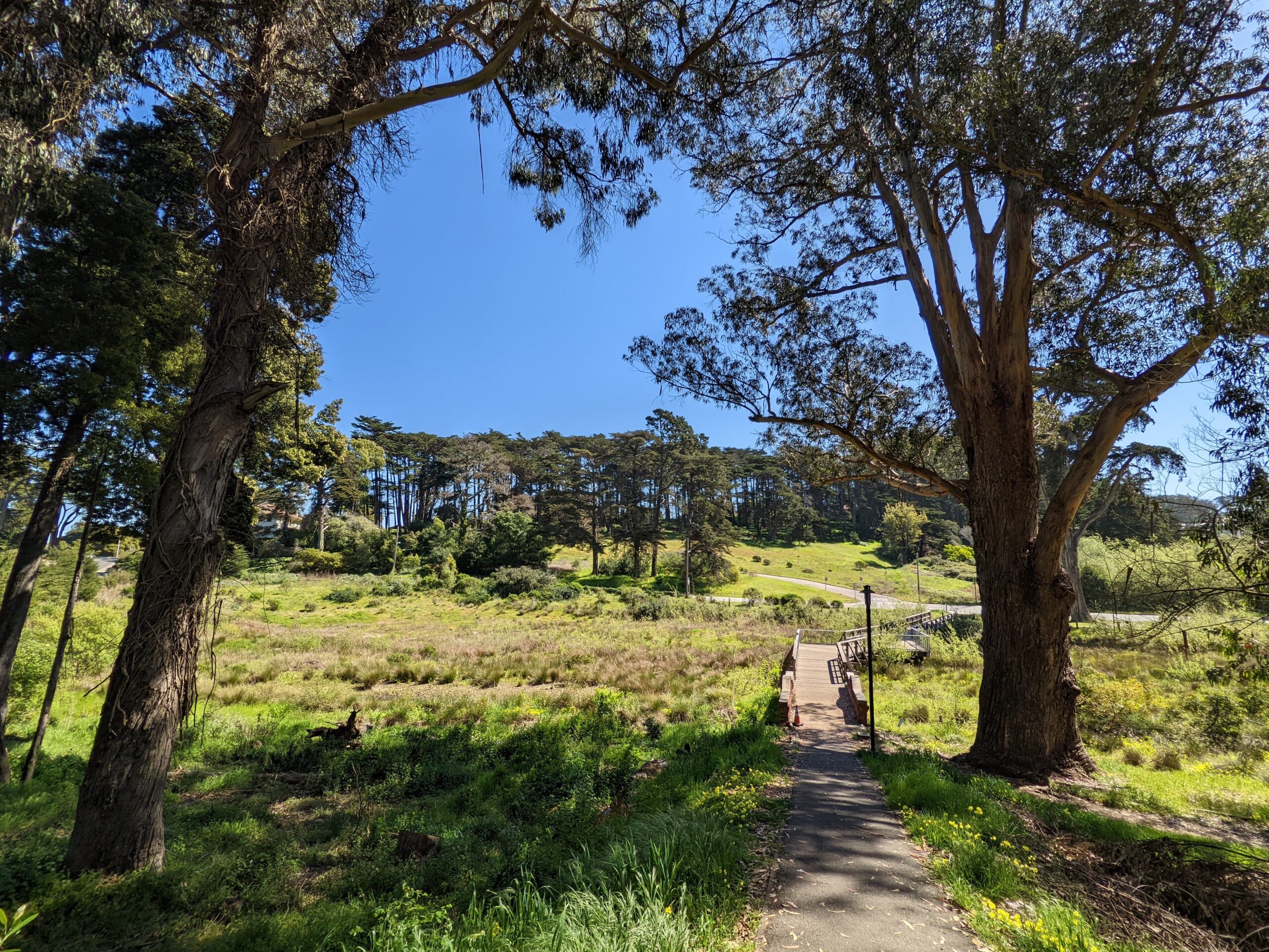 Walking path through woods on San Francisco Scavenger Hunt Walking Tour
