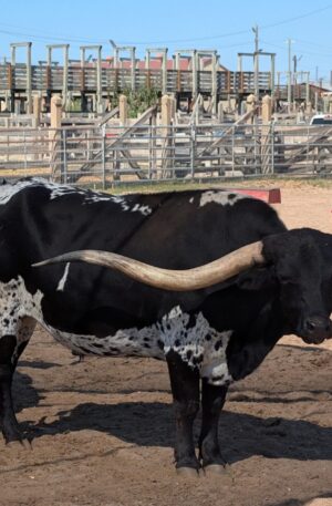 Fort Worth Stockyards Scavenger Hunt Walking Tour