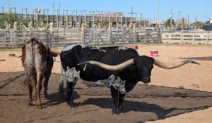 Fort Worth Stockyards Scavenger Hunt Walking Tour