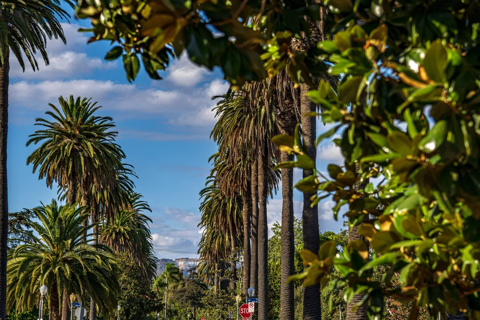 Palm trees line a sunny street in West Hollywood with the Hollywood Sign in the distance. in Hollywood Scavenger Hunt