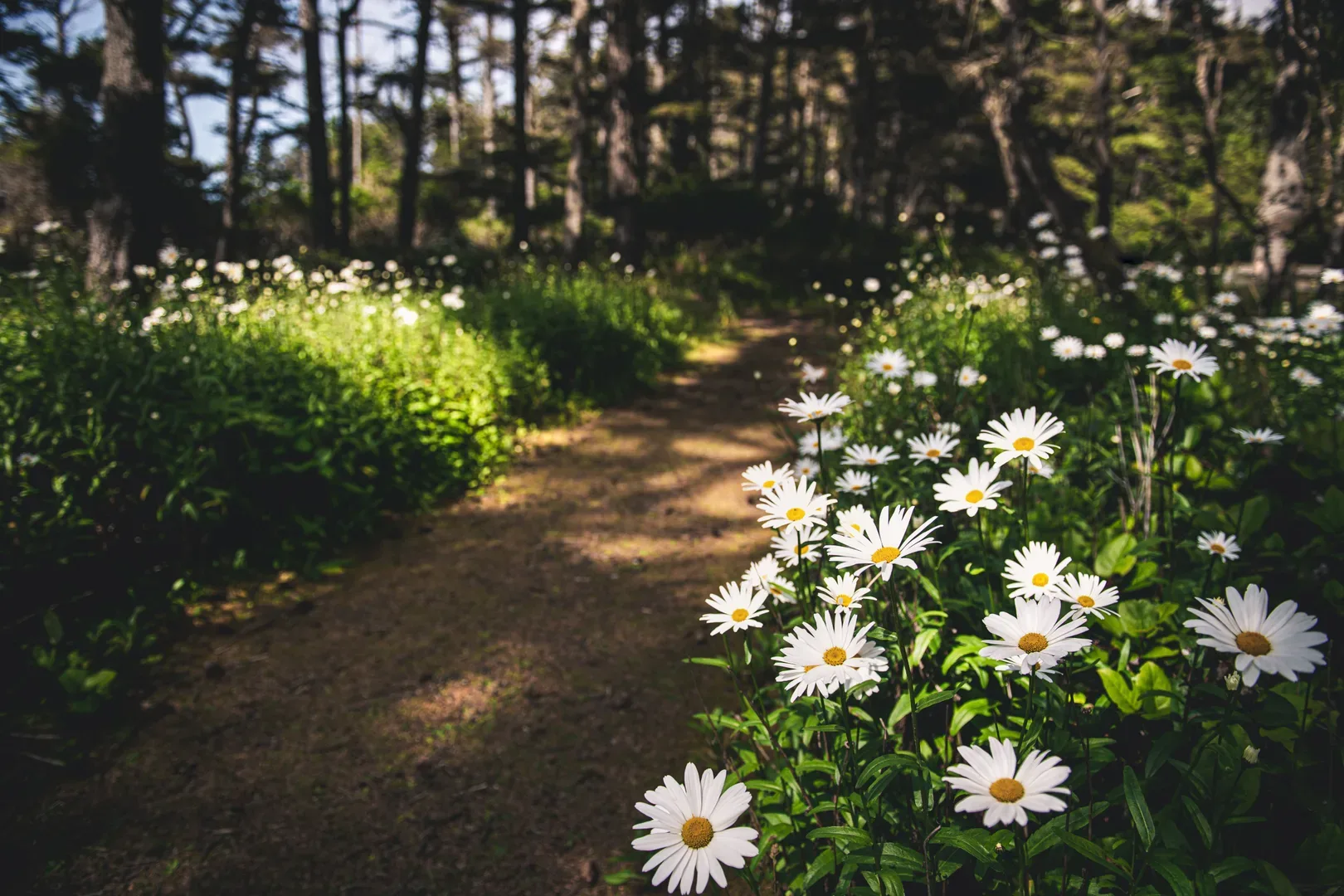 A serene pathway meandering through a vibrant field of white daisies in Coos Bay, Oregon forests. in Coos Bay Scavenger Hunt, OR