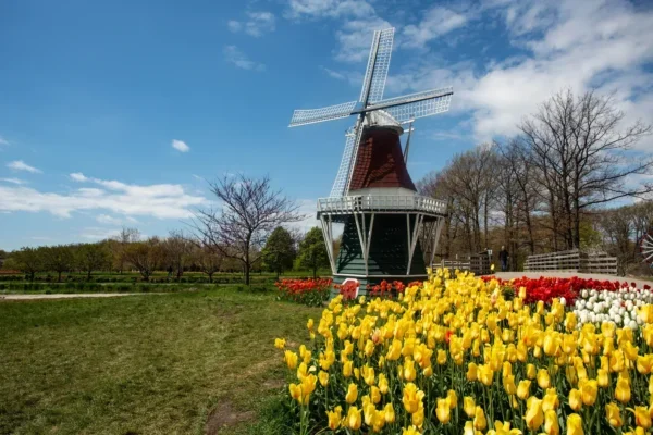 Pretty Garden Of Tulips And Windmill In Holland Michigan In Spring in Holland Scavenger Hunt, MI