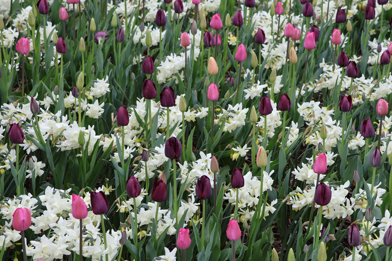 Colorful tulips and daffodils bloom in a spring field in Morristown, NJ, USA. in Morristown New Jersey Scavenger Hunt, NJ