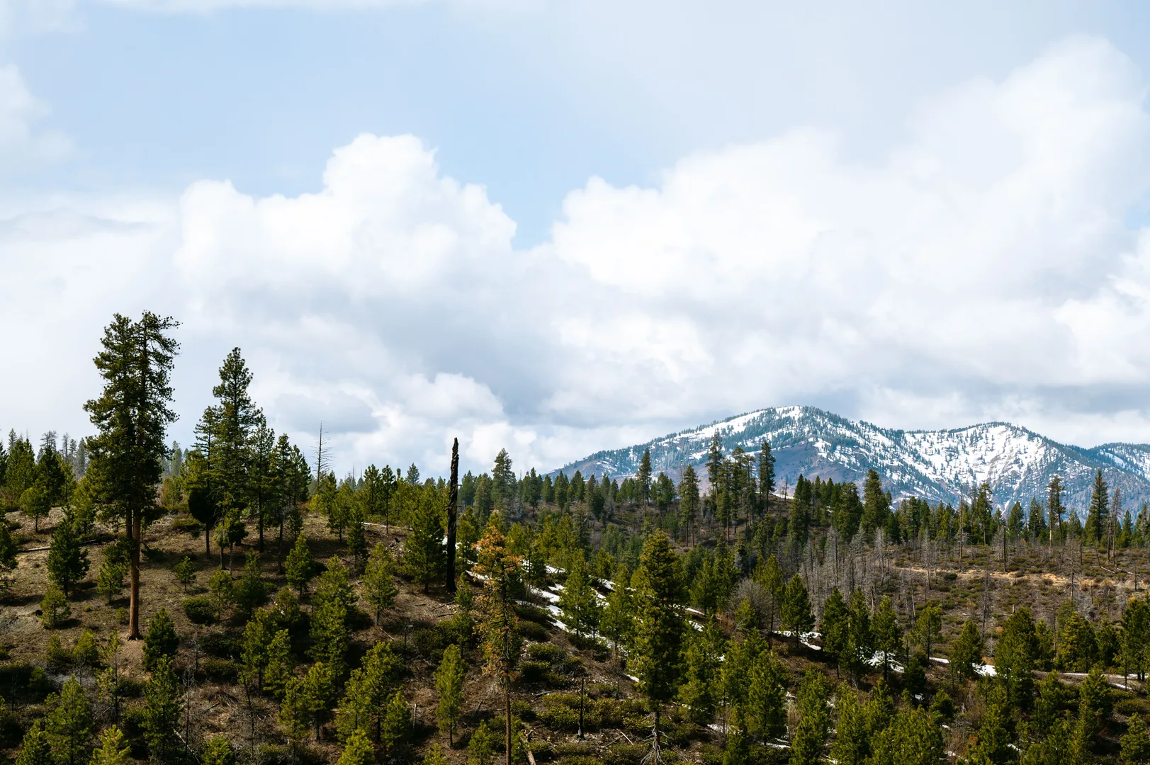 Scenic view of snow-covered mountains with lush forest in Stanley, Idaho, USA. in Riggins Scavenger Hunt, ID