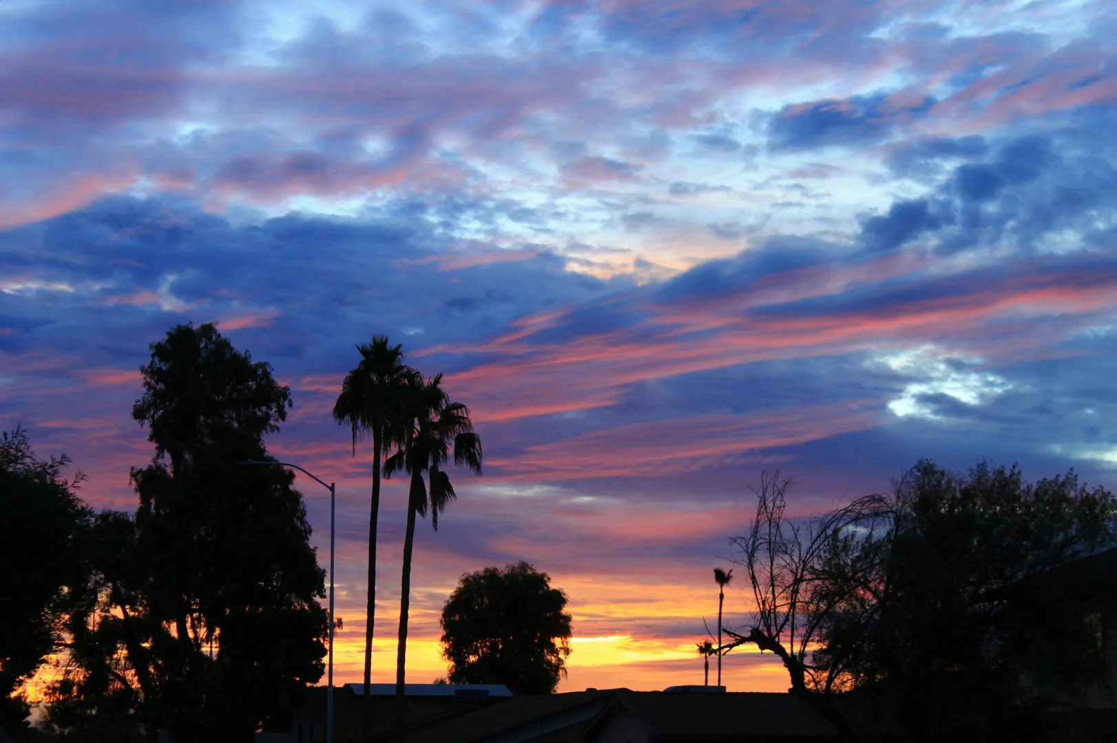 silhouette of trees during sunset in Mesa Scavenger Hunt, AZ