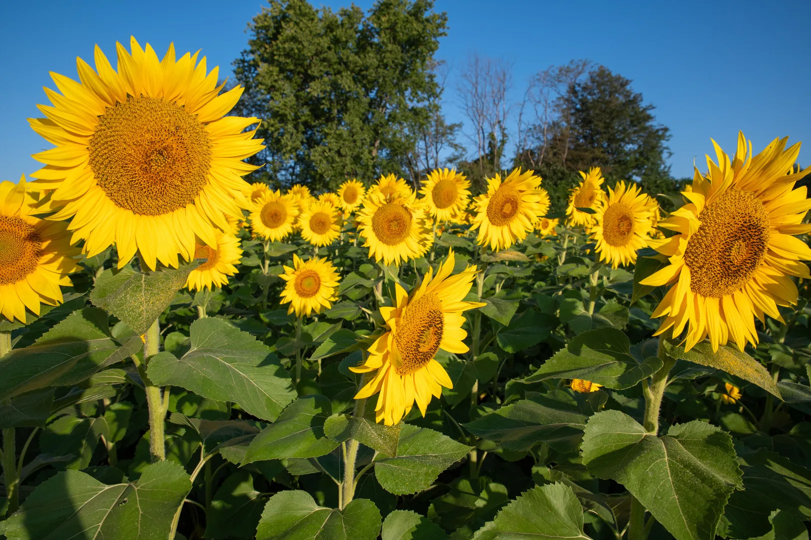 Bright sunflower field in Lawrence, Kansas under clear blue skies, perfect for nature lovers. in Lawrence Scavenger Hunt, KS