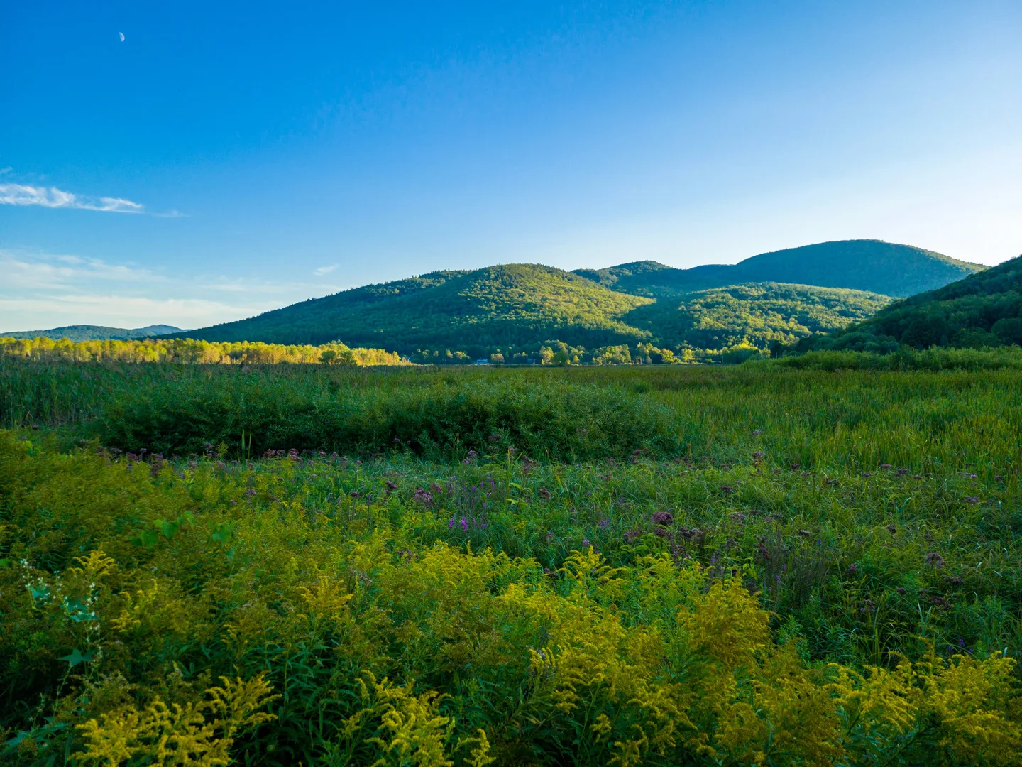 a field of flowers with mountains in the background in Rutland Scavenger Hunt, VT